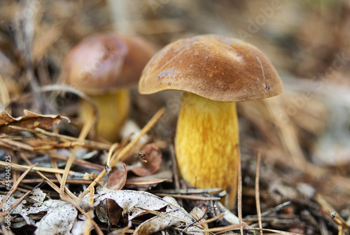 Boletus badius mushroom on blurred background