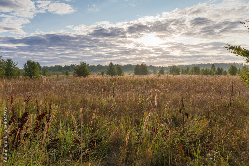 Meadow with single trees against sky at summer morning backlit