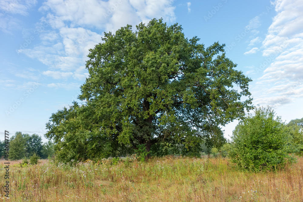 Old spreading common oak growing on meadow at summer morning Old spreading common oak growing on meadow at summer morning
