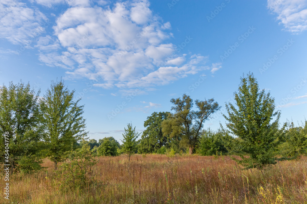 Meadow overgrown with single trees against sky at summer morning Meadow overgrown with single trees against sky at summer morning
