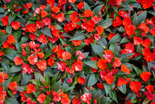 impatiens walleriana plant with red flower photo