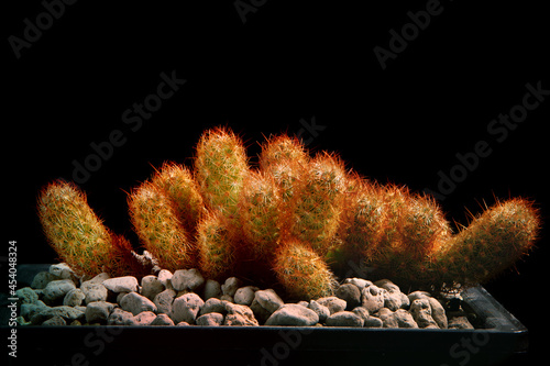 close up mammillaria elongata cactus in planting pot photo