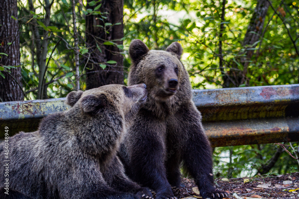 Obraz premium Young bears