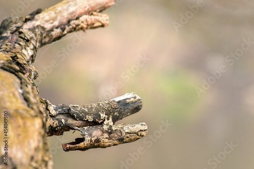 A dry tree branch on a bright colored background, a resting place for flying birds.