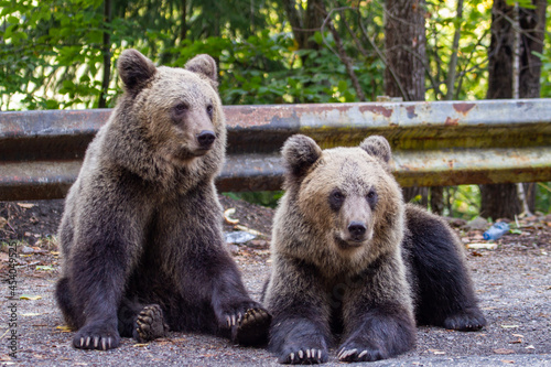 Young bears on a road in Romania