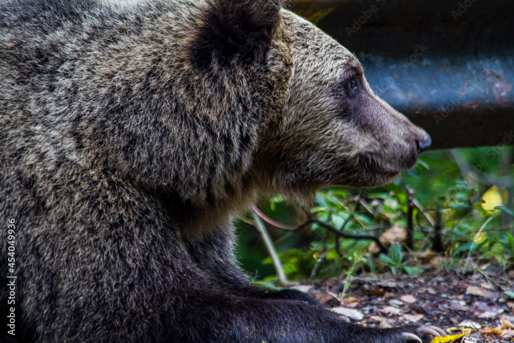 Fototapeta premium Wild bear on a street in Romania