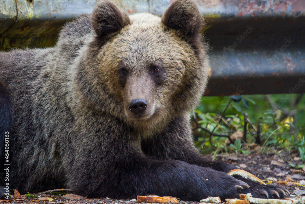 Young bear on the roadside Young bear on the roadside