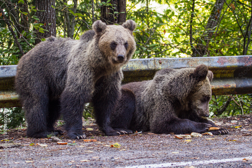 Fototapeta premium Young bear on the roadside