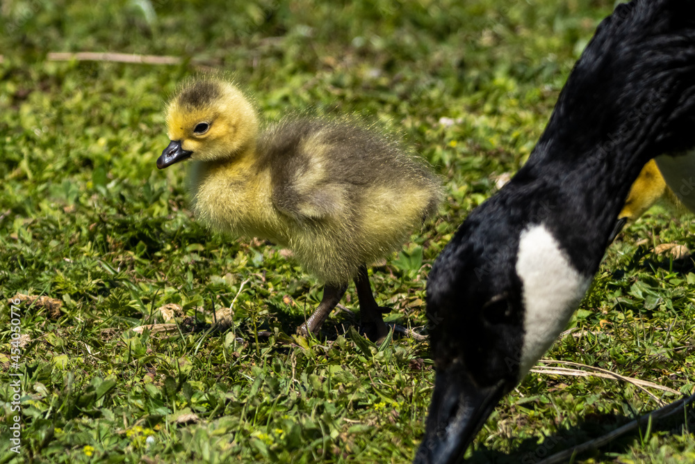 Canada goose, Branta canadensis family with young goslings at a lake near Munich in Germany Canada goose, Branta canadensis family with young goslings at a lake near Munich in Germany