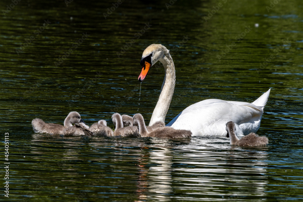 Mute swan family, Cygnus olor swimming on a lake. Mother with babies Mute swan family, Cygnus olor swimming on a lake. Mother with babies