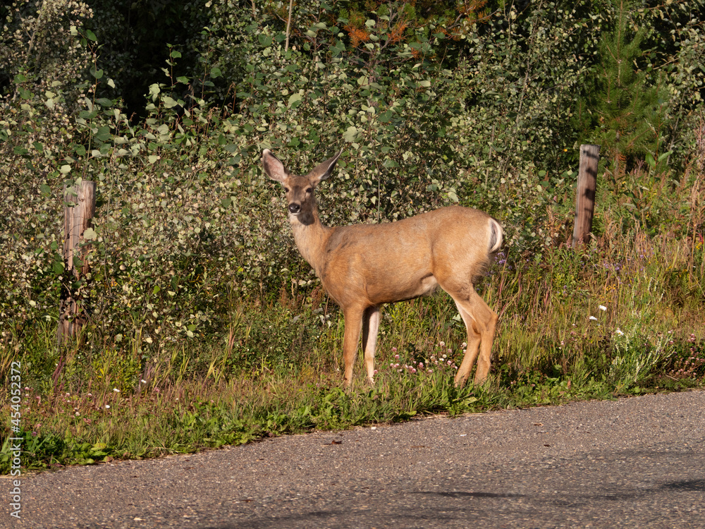 Fototapeta premium A female deer stands on the side of the road before she darts into the forest. 