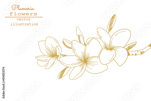 Plumeria flower drawings. Sketch floral botany collection. Hand drawing botanical illustration.Tropical flower. Vector