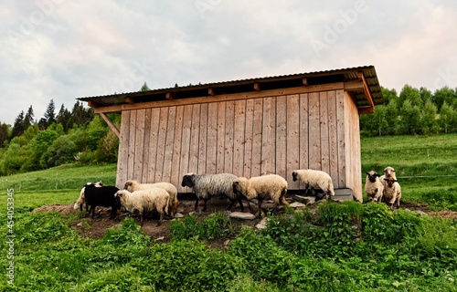 Sheeps in the Ochotnica Gorna vilage field