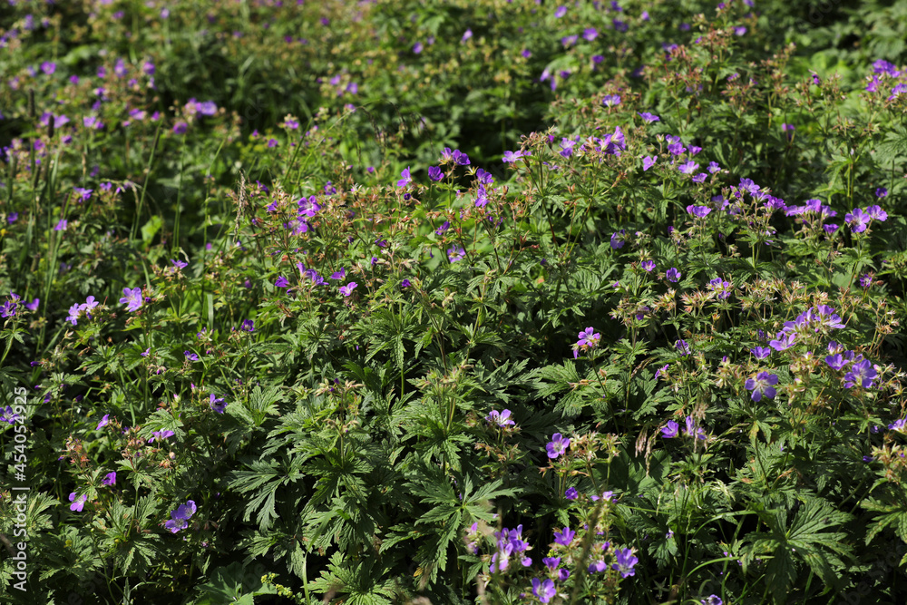 Blooming cranesbill in the mountains