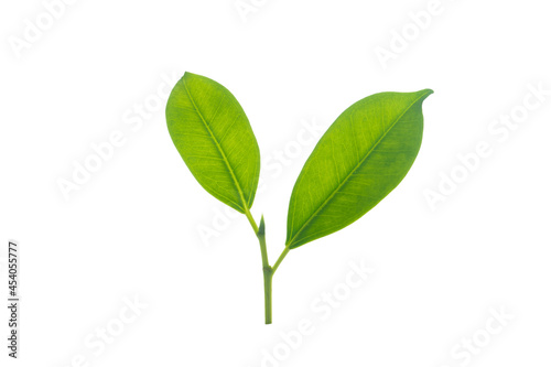 Isolated from background with clipping path. A small twig of tree in macro shoot close up.