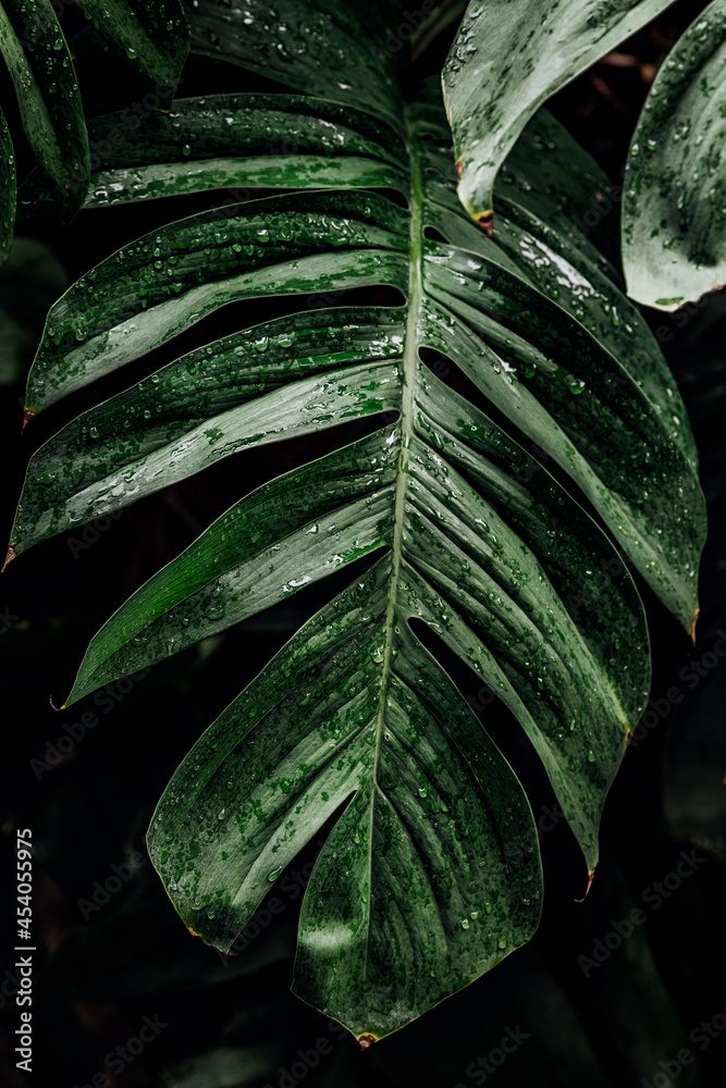 Wet Monstera deliciosa plant leaves in a garden Wet Monstera deliciosa plant leaves in a garden