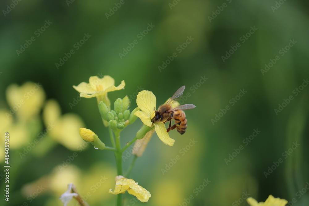 Bee in yellow flower at shore Bee in yellow flower at shore