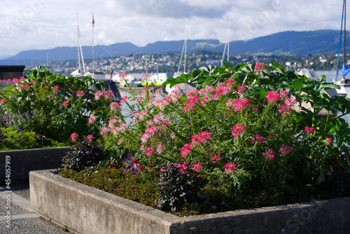 Beautiful red and pink flowers with city of Zurich in the background on a sunny summer day. Photo taken August 23rd, 2021, Zurich, Switzerland.
