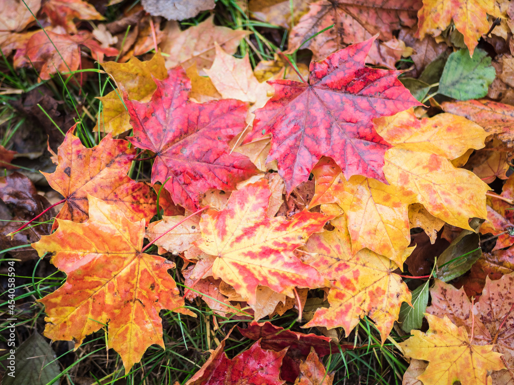 Kolorowe jesienne liście klonu na ziemi - obrazy, fototapety, plakaty 