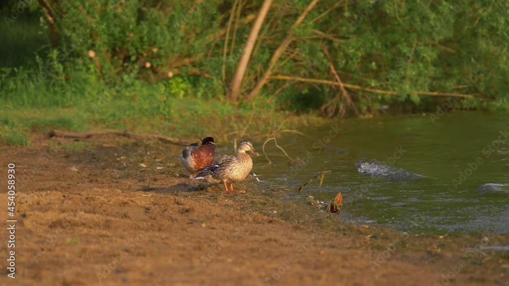 Ducks mallard and hen stand by the water edge Ducks mallard and hen stand by the water edge