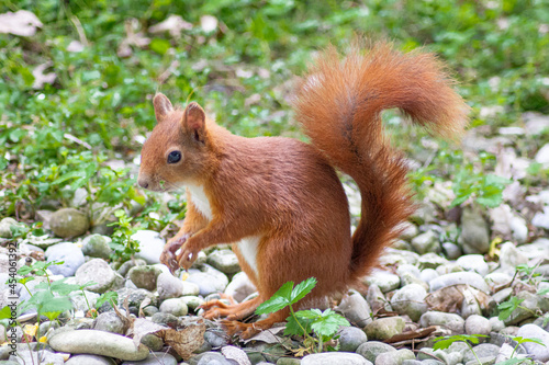 Eichhörnchen © r_simmer