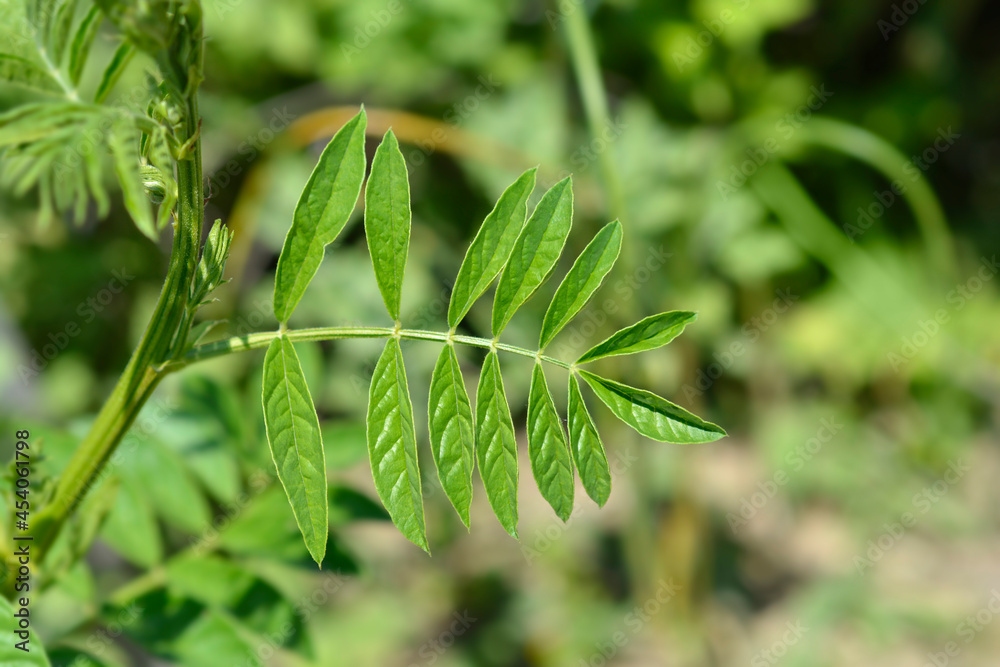 Obraz premium Liquorice