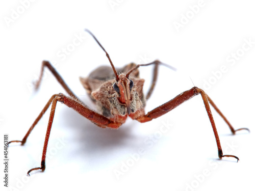 Flower Assassin Bug. Rhynocoris erythropus.  © Macronatura.es