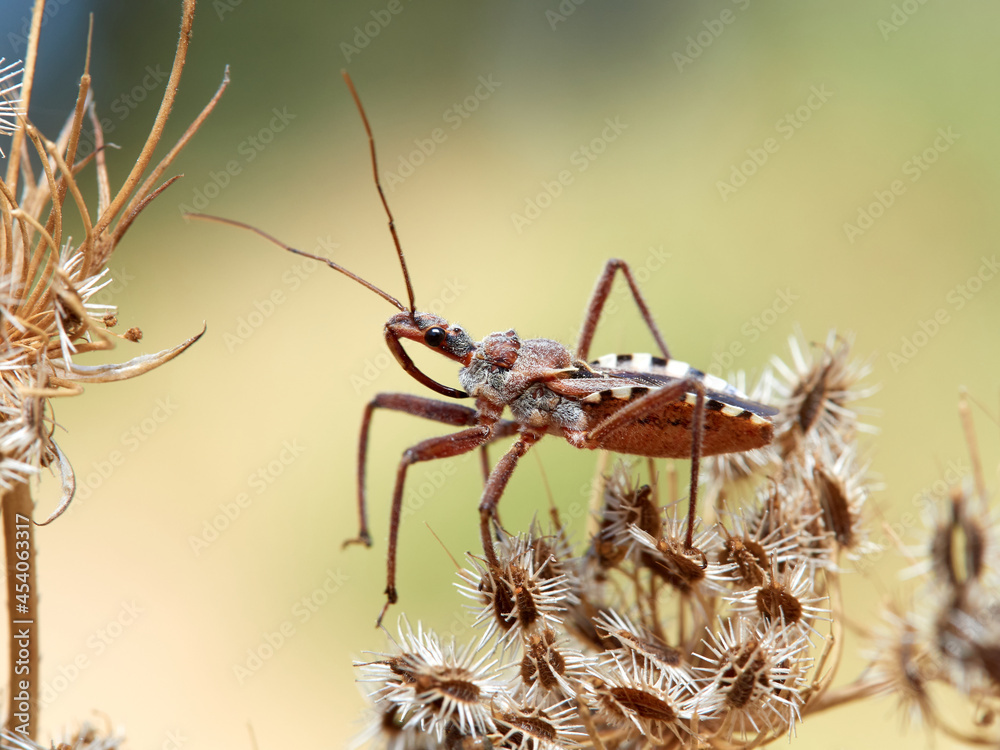 Naklejka premium Flower Assassin Bug. Rhynocoris erythropus. 