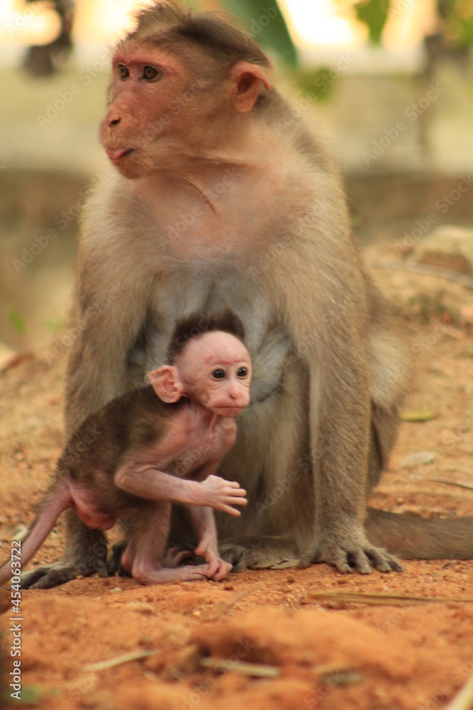 mother and baby monkey looking 