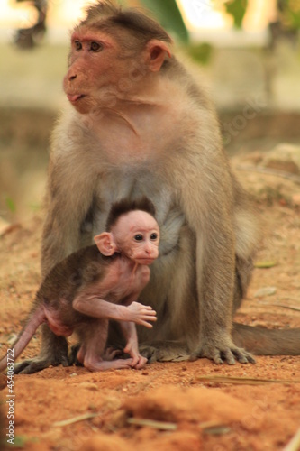 mother and baby monkey looking 