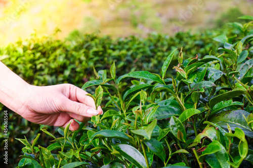 Close-up hand of woman picking top leaves of the green tea in tea farm