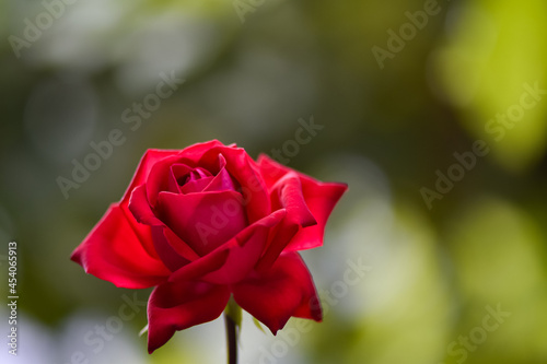 Beautiful red rose on a green blurred background