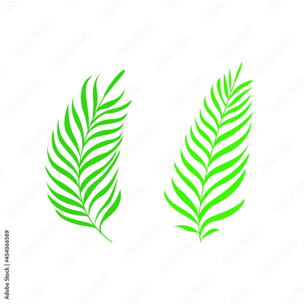 Fototapeta Palm leaves isolated on white background. Vector illustration. Tropical leaf.