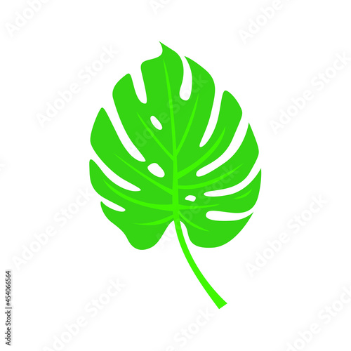 Monstera leaf isolated on white background. Vector illustration. Tropical leaf.
