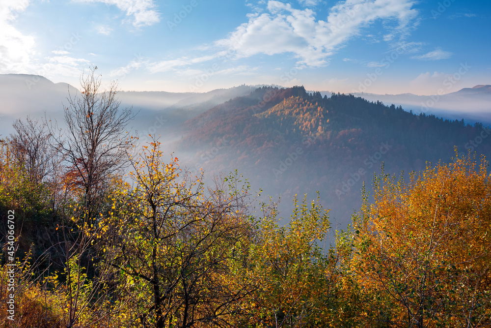 autumnal scenery with fog in the valley at sunrise. mountain landscape in morning light. trees in colorful foliage on the hill. wonderful sunny weather with clouds on the sky