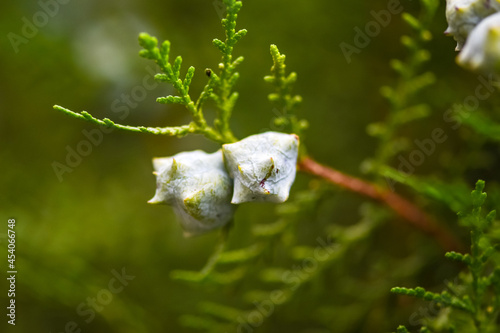 Selective focus green thuja branches, thuja occidentalis, northern white-cedar, eastern whitecedar, arborvitae photo