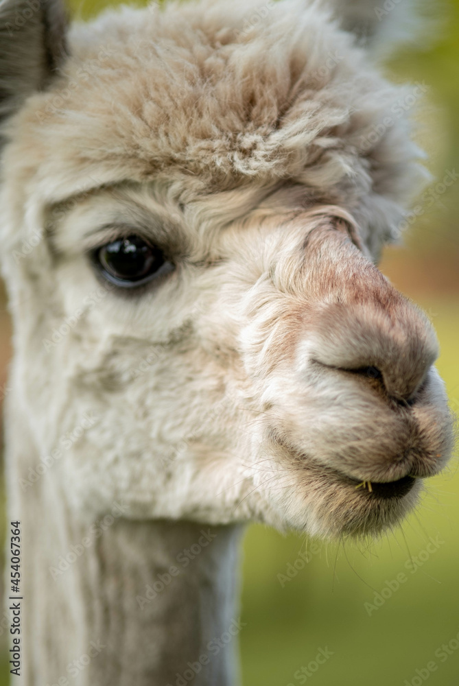 Cute alpaca on alpaca farm sweet animals wool