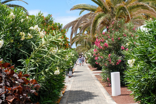 Tropikalny ogród w miejscowości Playa Blanka na wyspie Lanzarote © Krzysztof