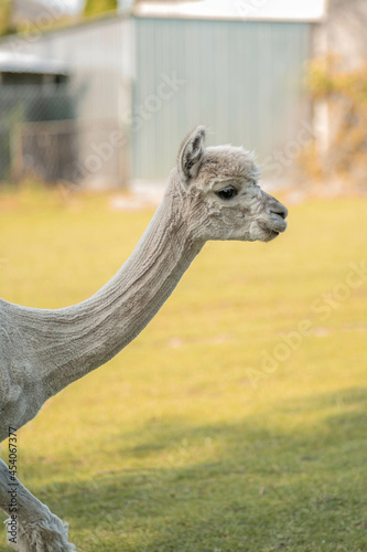 Cute alpaca on alpaca farm sweet animals wool