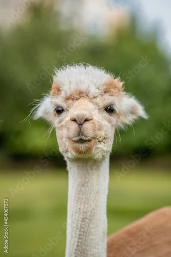 Fototapeta samoprzylepna Cute alpaca on alpaca farm sweet animals wool