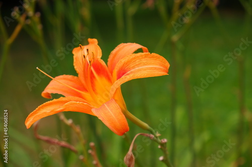 Orange lily on a blurred background. Flower.