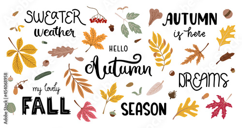 Autumn fallen leaves - maple, oak, rowan. Pine cones, acorns, rowan berries. Hand-drawn lettering and calligraphy - hello autumn, dreams, season, fall, sweater weather. Vector illustrations.