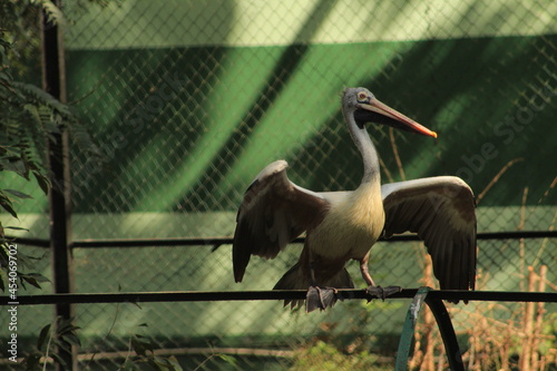 pelican on a tree