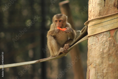 Baboon eats carrot