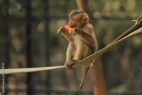 baboon sitting on a branch