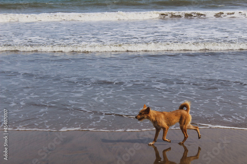 Ghana, Dog walking on beach