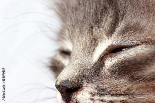 Kitten squints, covers eyes close-up on a white background. Products for animals, cute photo of a cat's face