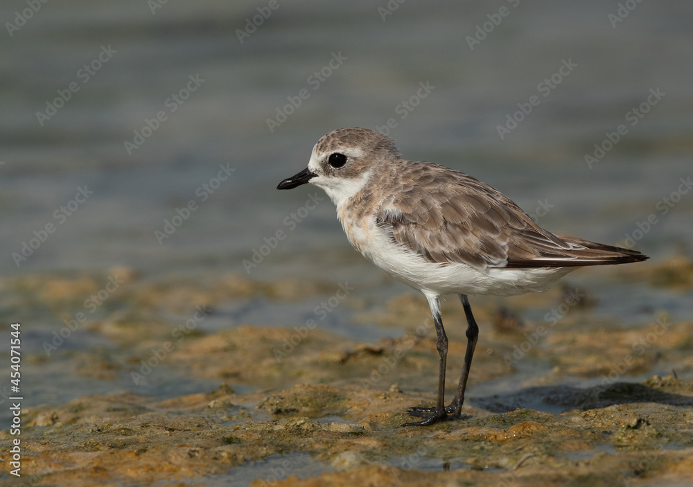 Kentish Plover in the morning at Busaiteen beach, Bahrain