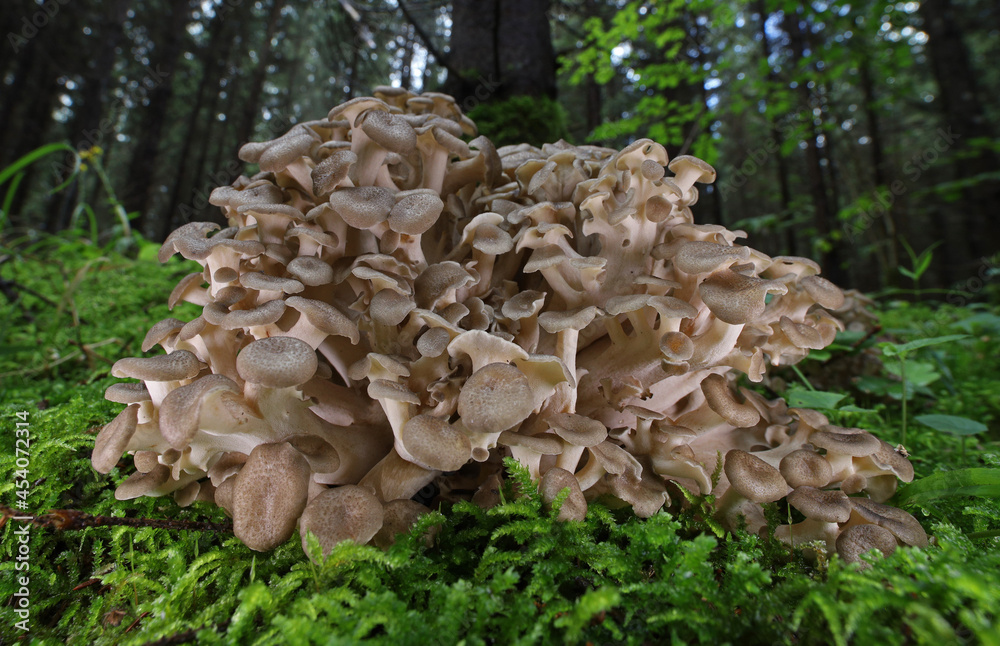 Wild forest mushroom close up macro Wild forest mushroom close up macro