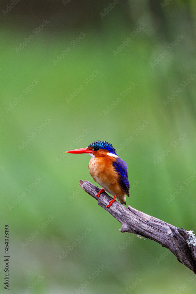 Fototapeta premium Malachite Kingfisher looks over the waterways of Africa for small fish, South Africa